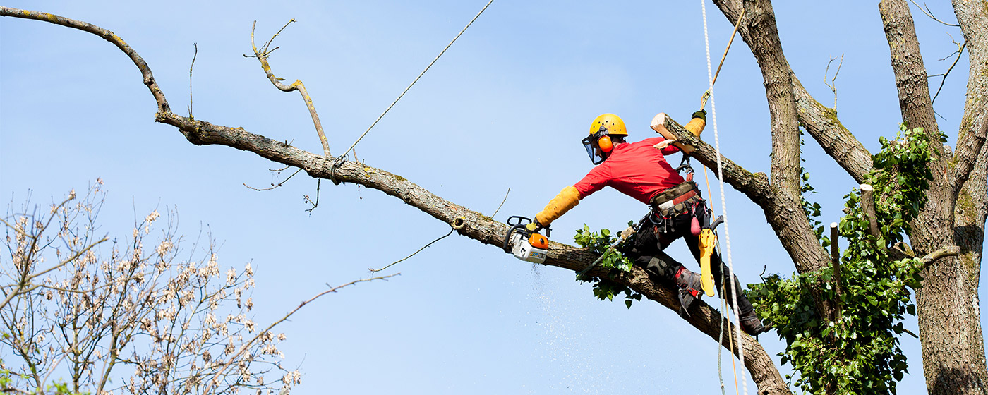 2024 Tree Branch Removal Cost